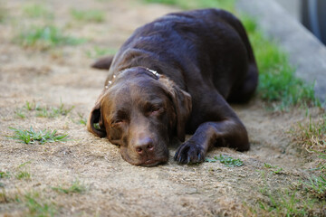Chocolate Labrador retriever resting outdoors