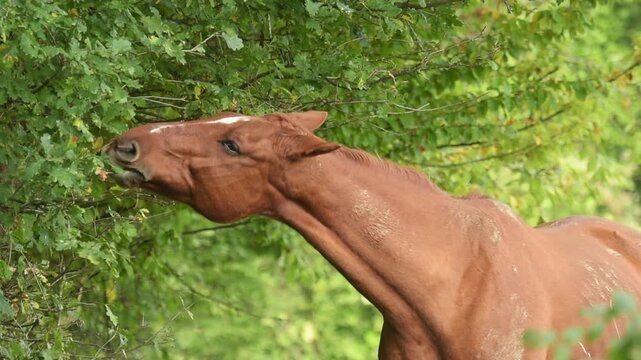 Brown domestic horse eating leaves from an oak tree in the rural countryside, trees and forest in background in Germany, Europe