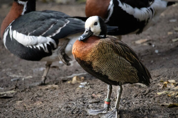 Whistling ducks with a white face