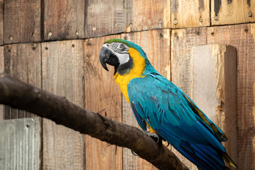 Blue and yellow macaw ara