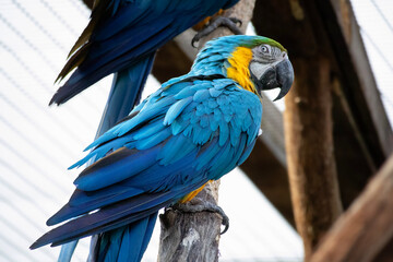 Blue and yellow macaw ara