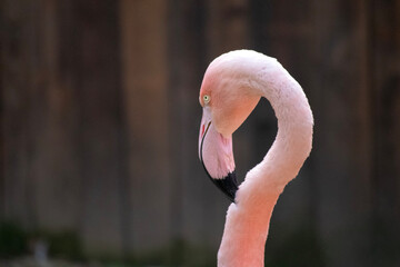 Close up of a beautiful pink flamingo