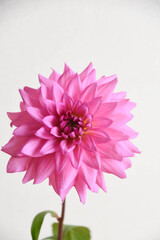ピンクのダリア