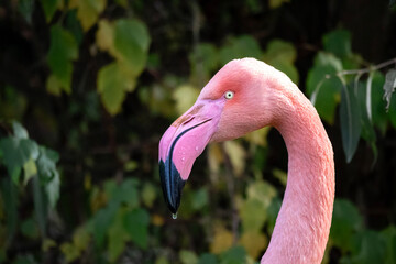 Close up of a beautiful pink flamingo