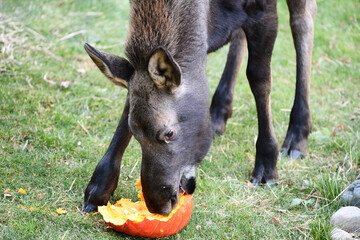 A young Alaska moose (Alces alces gigas) feasts on a leftover Halloween pumpkin.