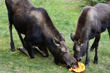 An adult Alaska moose (Alces alces gigas) and her calf feast on a leftover Halloween pumpkin.