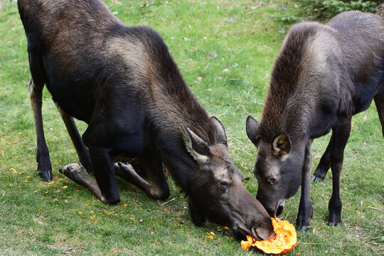 An adult Alaska moose (Alces alces gigas) and her calf feast on a leftover Halloween pumpkin.