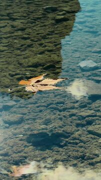 Floating leaves in the serene waters of Lago di Bries, Italy during a sunny day