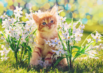 A cute little kitten sits on the grass among flowers in a summer garden