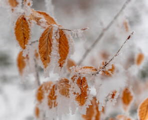 Yellow autumn leaves under snow, change of season, nature background