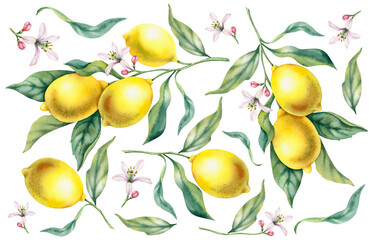 A set of lemon branches, fruits, flowers, and leaves on an isolated background. Hand-painted watercolor botanical illustration. Tropical food, citrus fruit, juicy bright fruit for card decor