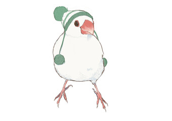 毛糸の帽子をかぶって正面を向いた文鳥