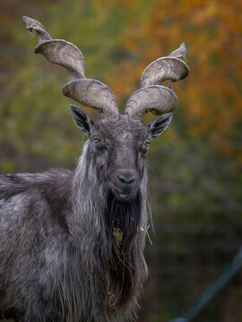 Bukharan markhor (Capra falconeri heptneri),  Wildlife animal.