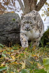 beautiful cat snow leopard - Irbis