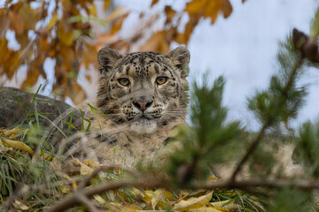 beautiful cat snow leopard - Irbis