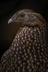 the face of a female  Tragopan temminckii Crimson-bellied Tragopan.