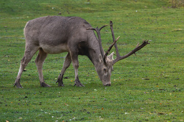 Pere David's deer (Elaphurus davidianus) male
