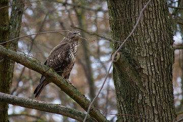 Common Buzzard (Buteo buteo) in winter day