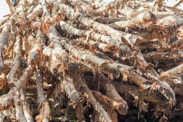 Stack of Dry Tree Branches for Recycling or Firewood