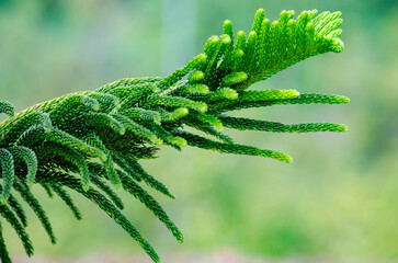 Close up of Pine tree with customizable space for text. Christmas season concept.