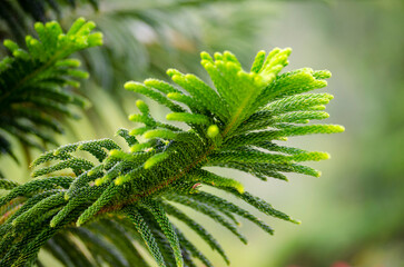 Close up of Pine tree with blurred nature background suitable for wallpaper or design representing Christmas season.