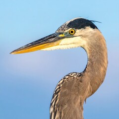 Close-up of a long-beaked bird with curved neck against a blue sky