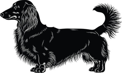Black long haired dachshund illustration wiener dog vector artwork pet eps silhouette