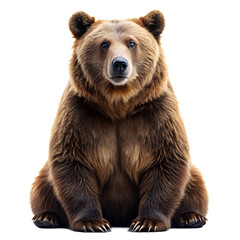 Fototapeta premium Brown Bear Isolated on Transparent Background
