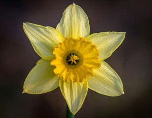 Close-up of a vibrant yellow daffodil flower, against a soft, blurred dark background