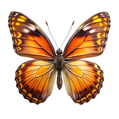 Fototapeta premium Butterfly Isolated on Transparent Background