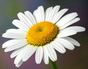 Close-up of a white daisy with a yellow center against a blurred, colorful background