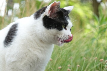 舌を出す白黒猫