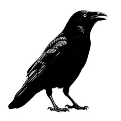 crow on white background