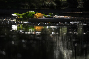 THE FIRST SIGNS OF AUTUMN - Yellowed leaves of aquatic plants and fallen trees on the water in the spa park