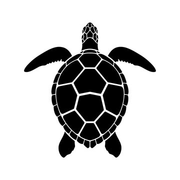 turtle vector illustration