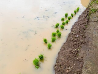 Newly transplanted rice seedlings (Oryza sativa) lined up in a row along the edge of a muddy, water-filled paddy field.