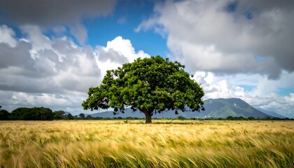Obraz premium Solitary tree in a golden field, under a bright sky with clouds and a distant mountain