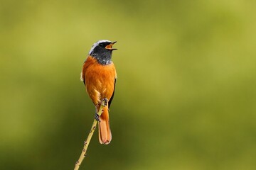 枝のてっぺんで囀るジョウビタキ