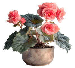 Pink begonia plant in a pot isolated on transparent background begonia plant on a pot isolated on transparent