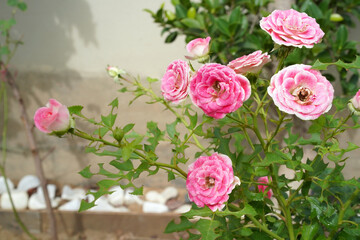 Pink rose, Rosa chinensis in the garden. A group of miniature flowers on short stems of a low bush. The petals are white on the outside, splashed with bright pink on the inside. Natural background.