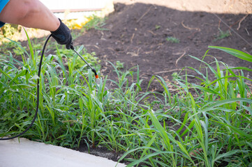 Removing weeds in the garden with liquid chemicals. Cleaning the top layer of soil from plants. Portable lawn and garden sprayer for spraying plants, garden watering, household cleaning.