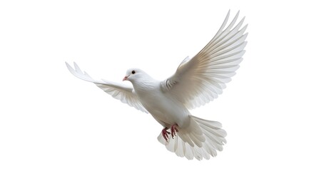white dove flying