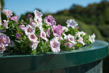 A flowerbed with blooming petunias in the garden.