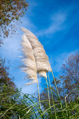 Blooming cortaderia against a blue sky