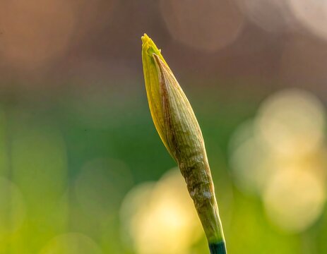 Close-up of an unbloomed daffodil bud, yellow and green, with a blurred background