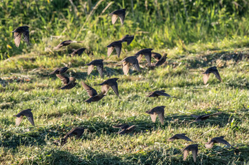 stado szpaków (Sturnus vulgaris) w locie