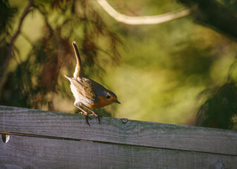 rudzik (Erithacus rubecula) na płocie © Henryk Niestrój
