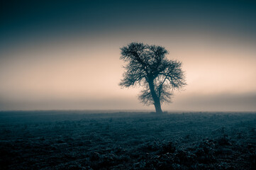 sylwetka starego samotnego drzewa na tle wieczornego nieba na fotografii monochromatycznej © Henryk Niestrój