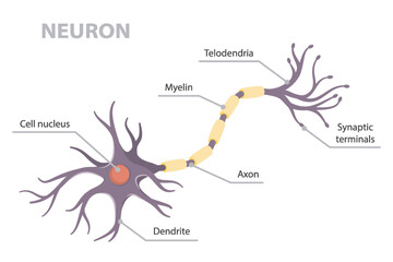 Vector infographic of structure human neuron structure anatomy (telodendria, dendrite, cell body, nucleus, axon and dendrites) scheme. Flat vector poster on white background.