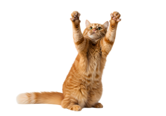 Playful ginger cat reaching up with paws on black backdrop